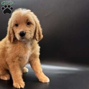 Tank, Mini Goldendoodle Puppy